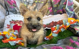 Cairn Terrier dogs for sale: Captain - Image 5