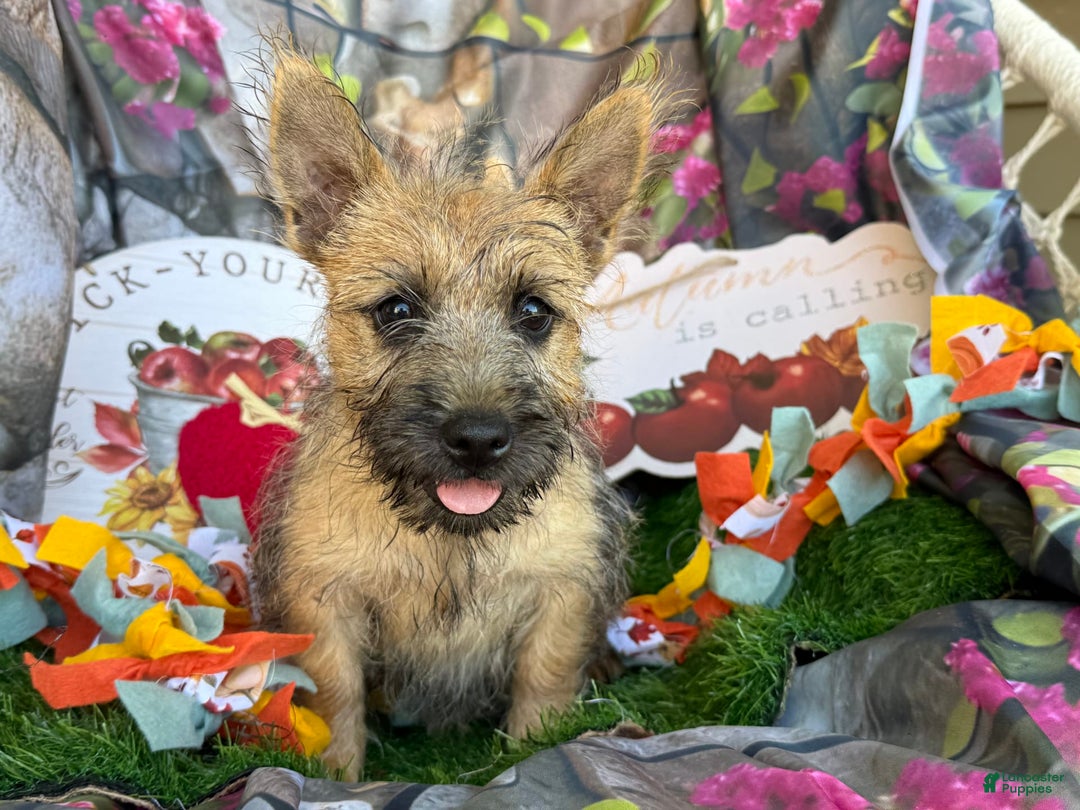 Cairn Terrier dogs for sale: Captain - Image 5