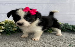 Shorkie dogs for sale: Sunny - Image 3