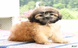 Teddy Bear dogs for sale: Scott - Image 5