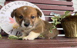 Welsh Corgi Pembroke dogs for sale: Franey - Image 2