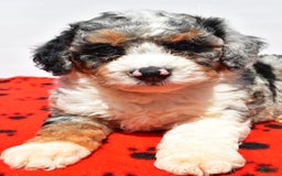 Mini Bernedoodle dogs for sale: Roscoe - Image 6