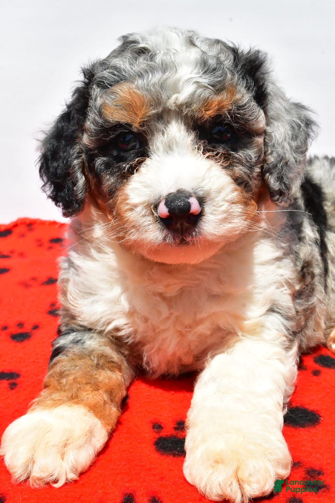 Mini Bernedoodle dogs for sale: Roscoe - Image 6