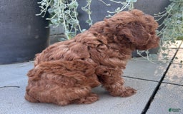 Toy Poodle dogs for sale: Brady - Image 2