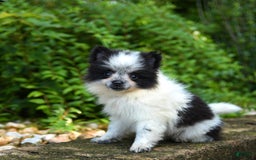 Pomeranian dogs for sale: Olive - Image 5