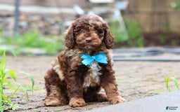 Goldendoodle dogs for sale: Balto - Image 7