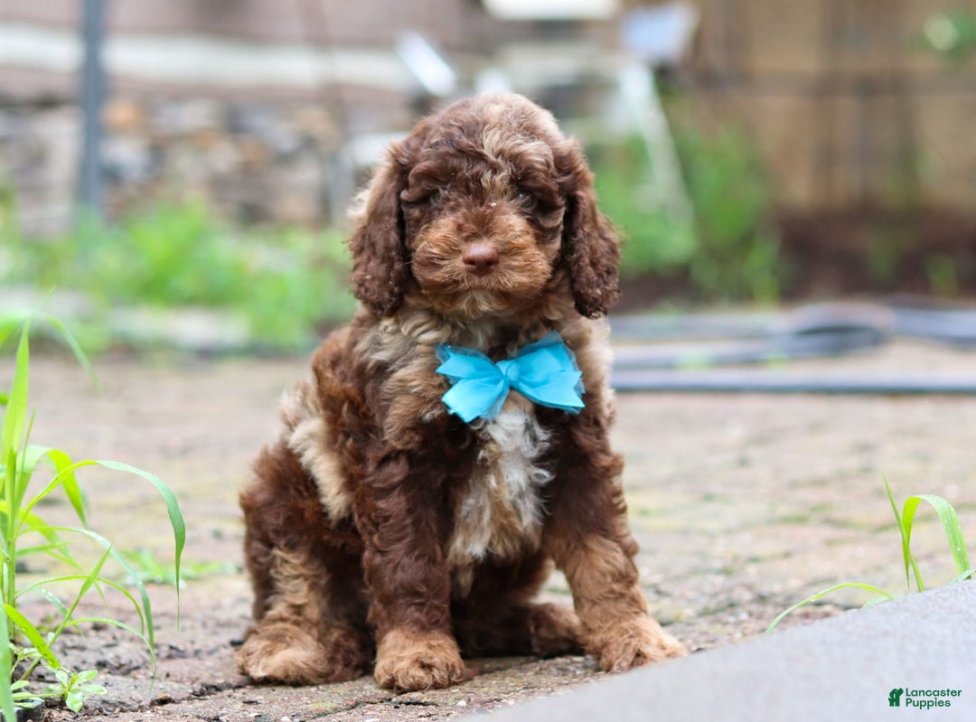 Goldendoodle dogs for sale: Balto - Image 7