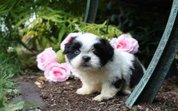 Shih Tzu dogs for sale: Anna - Image 3