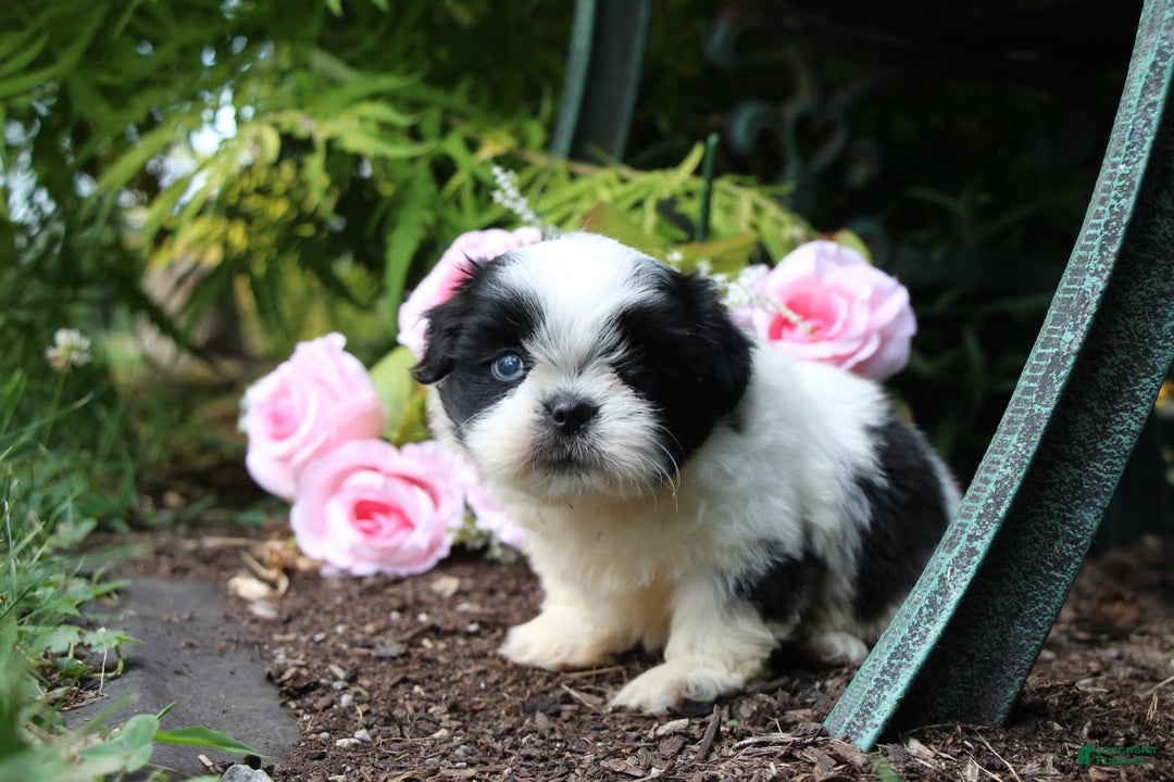 Shih Tzu dogs for sale: Anna - Image 3