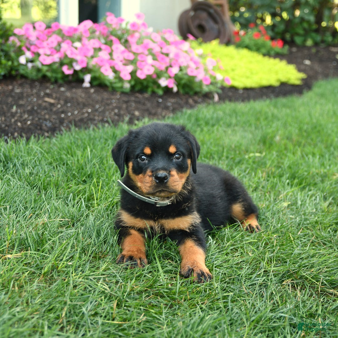 Rottweiler dogs for sale: Nutmeg - Image 1