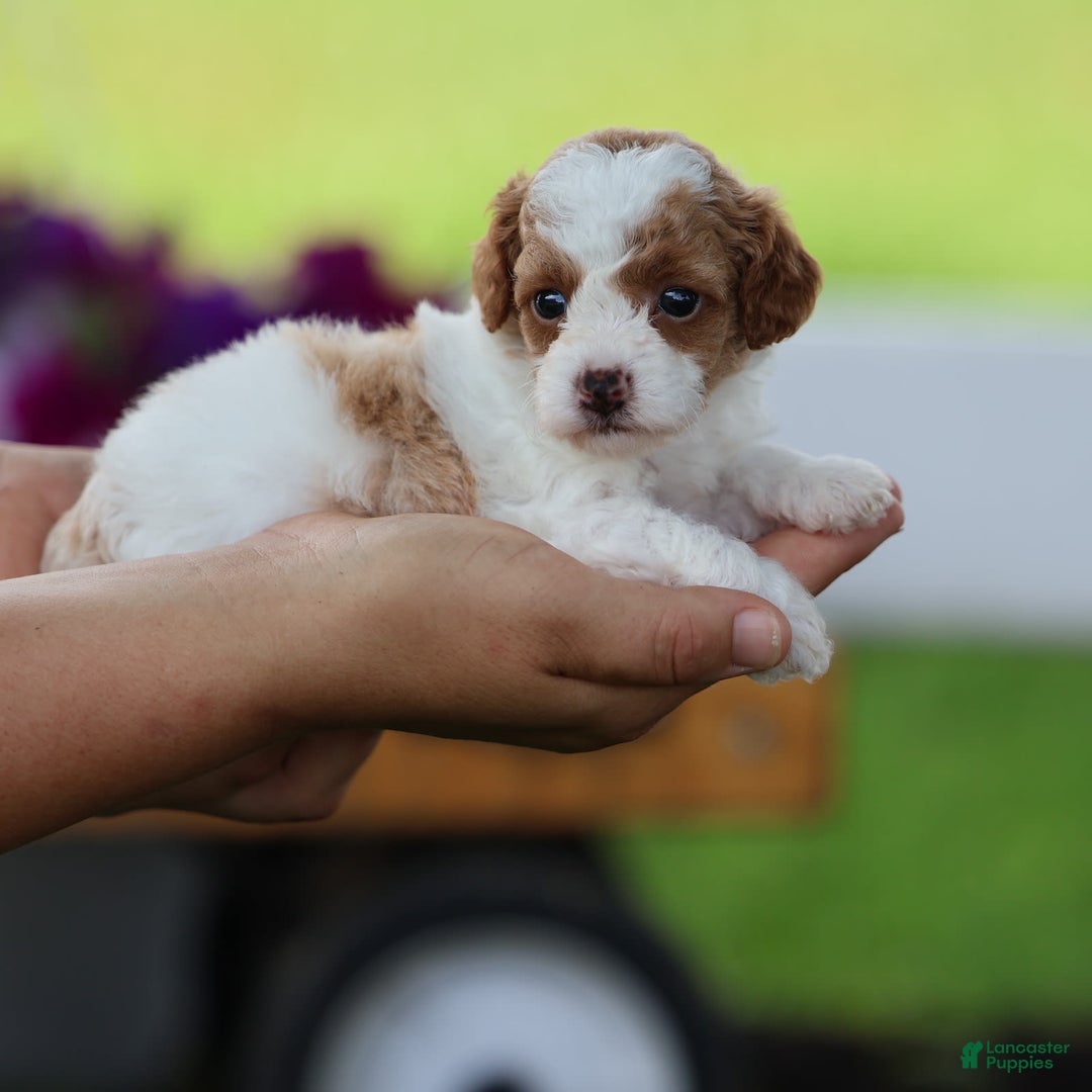 Toy Poodle dogs for sale: Sweetie - Image 3