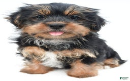 Shorkie dogs for sale: Natasha - Image 6