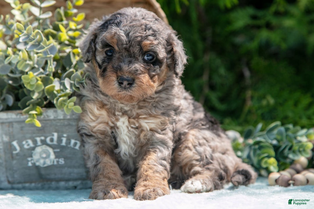 Mini Bernedoodle dogs for sale: Kendra - Image 1