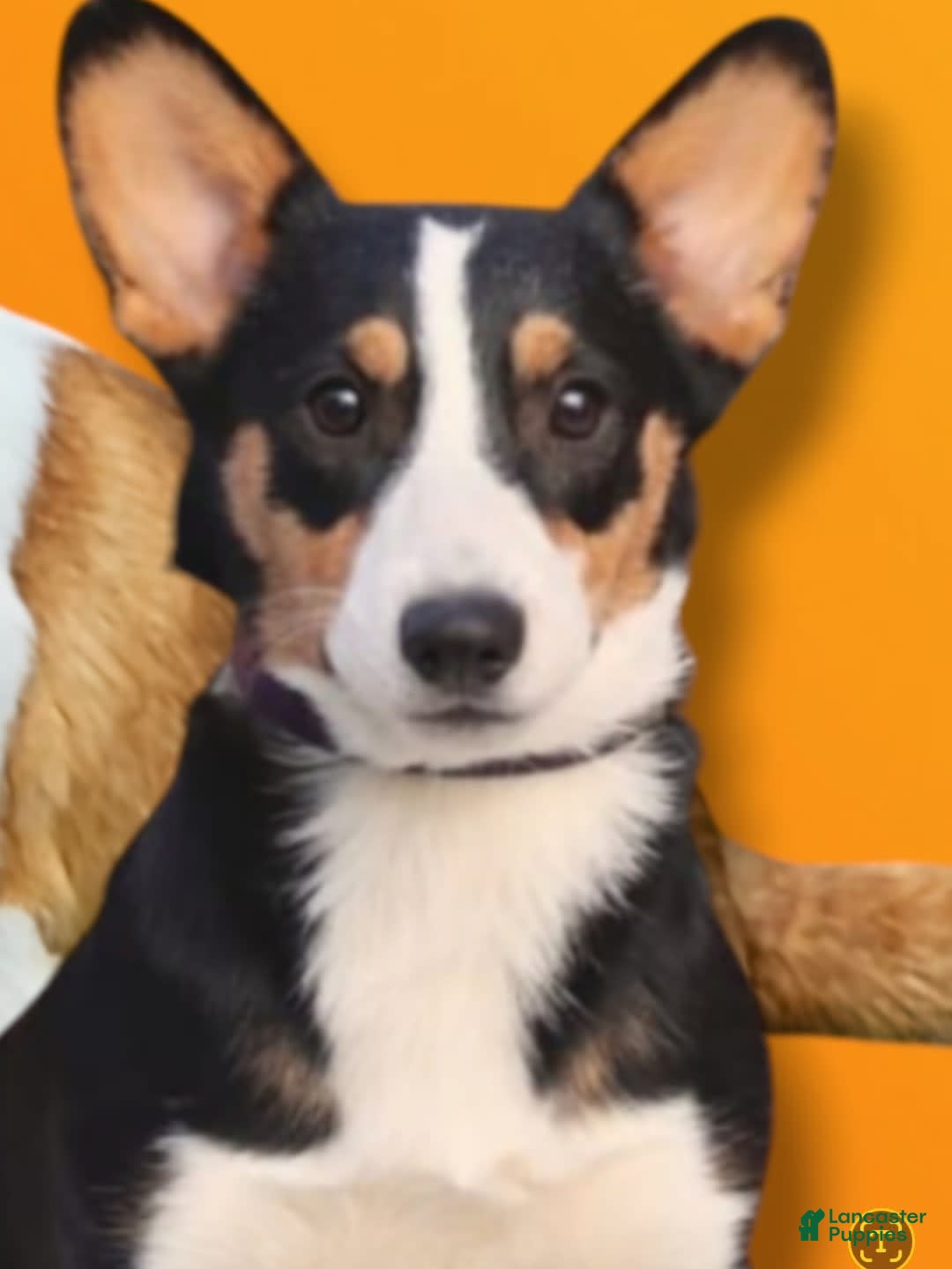Welsh Corgi Pembroke dogs for sale: Cleopatra - Image 3