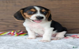 Beagle dogs for sale: Toby - Image 8