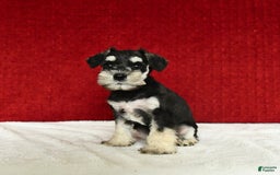 Miniature Schnauzer dogs for sale: Malenna - Image 7