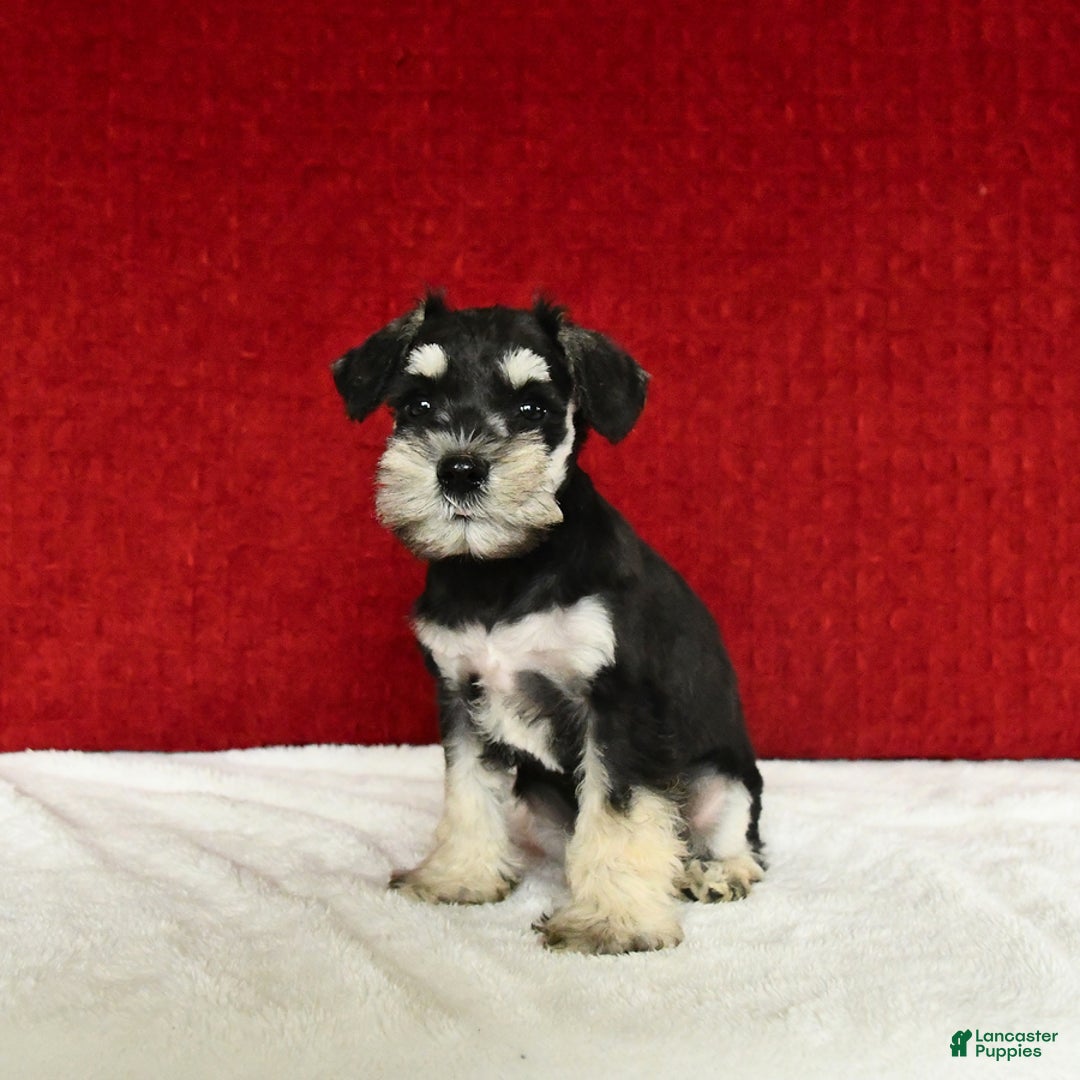 Miniature Schnauzer dogs for sale: Malenna - Image 7