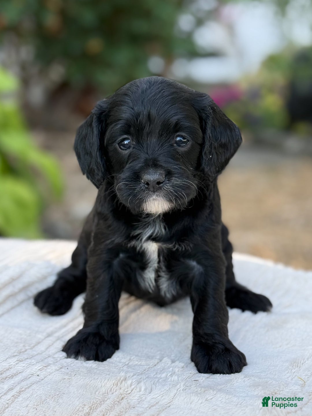 Cavapoo dogs for sale: Lucy - Image 8