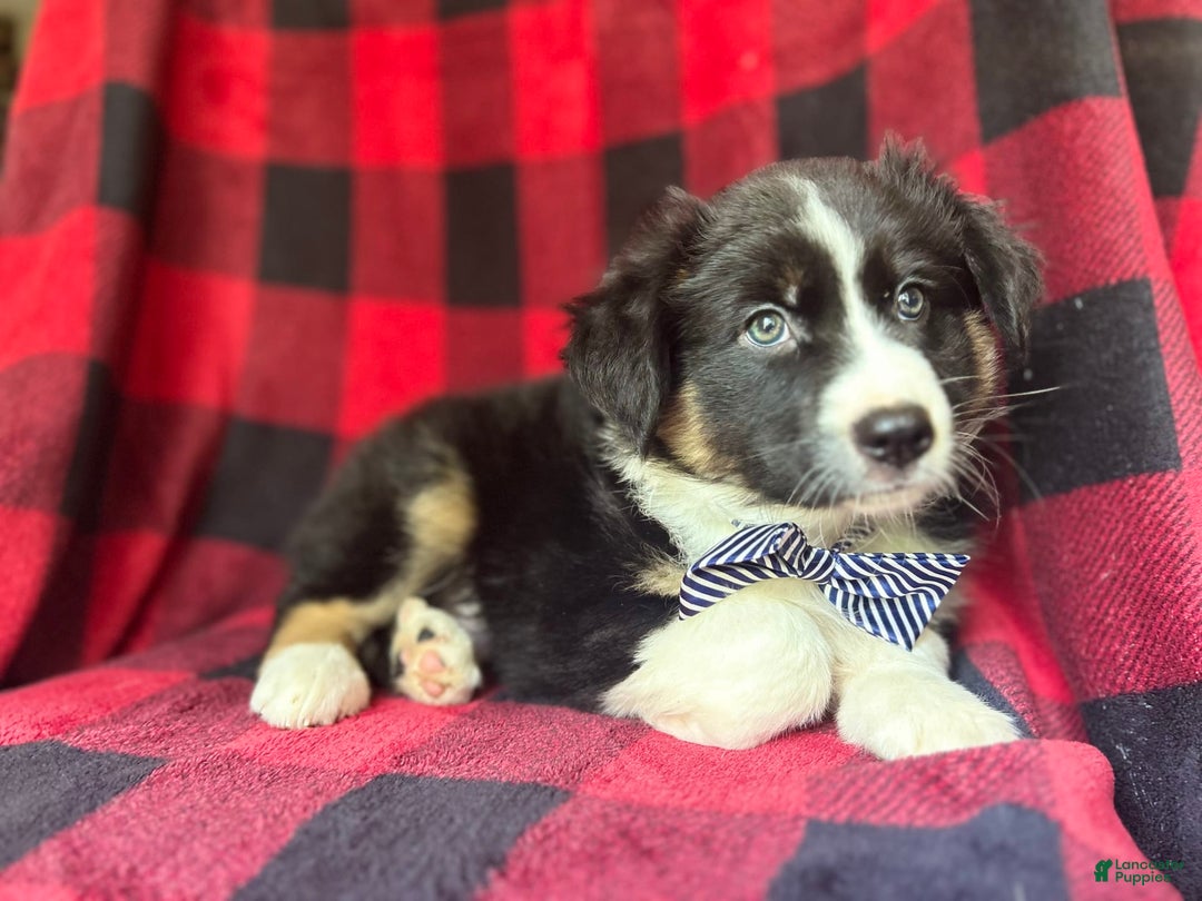 Miniature Australian Shepherd dogs for sale: Meatball - Image 9