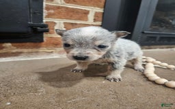 Australian Cattle Dog dogs for sale: Bitsy - Image 1