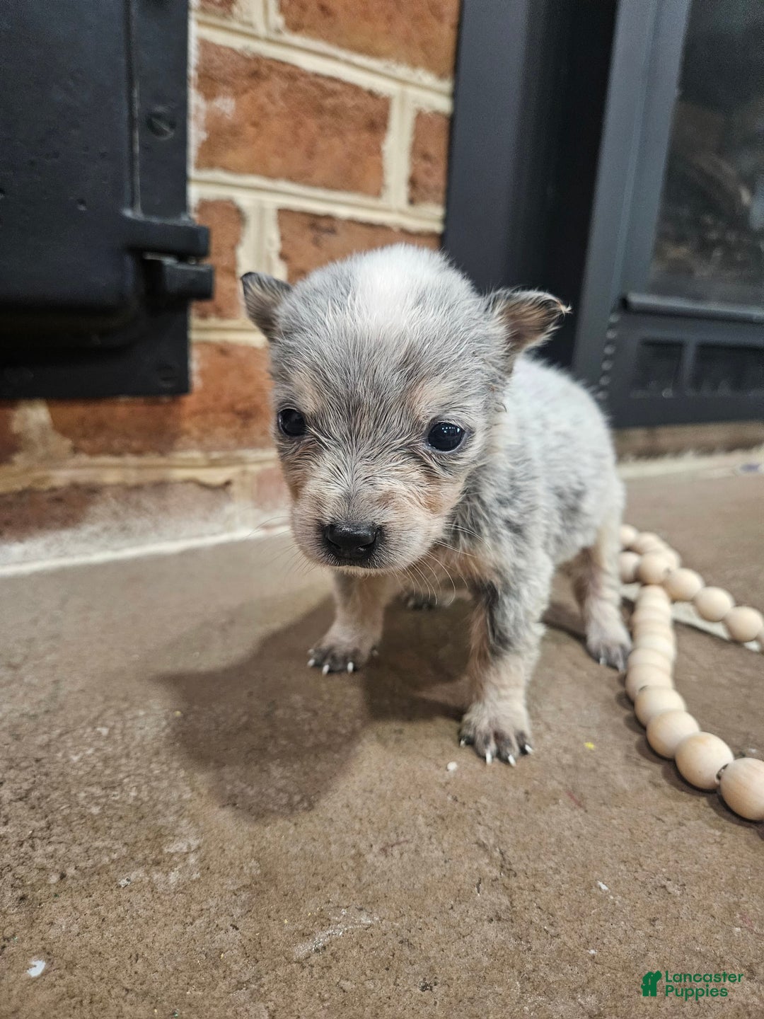 Australian Cattle Dog dogs for sale: Bitsy - Image 1