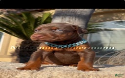 Doberman Pinscher dogs for sale: Malibu - Image 25