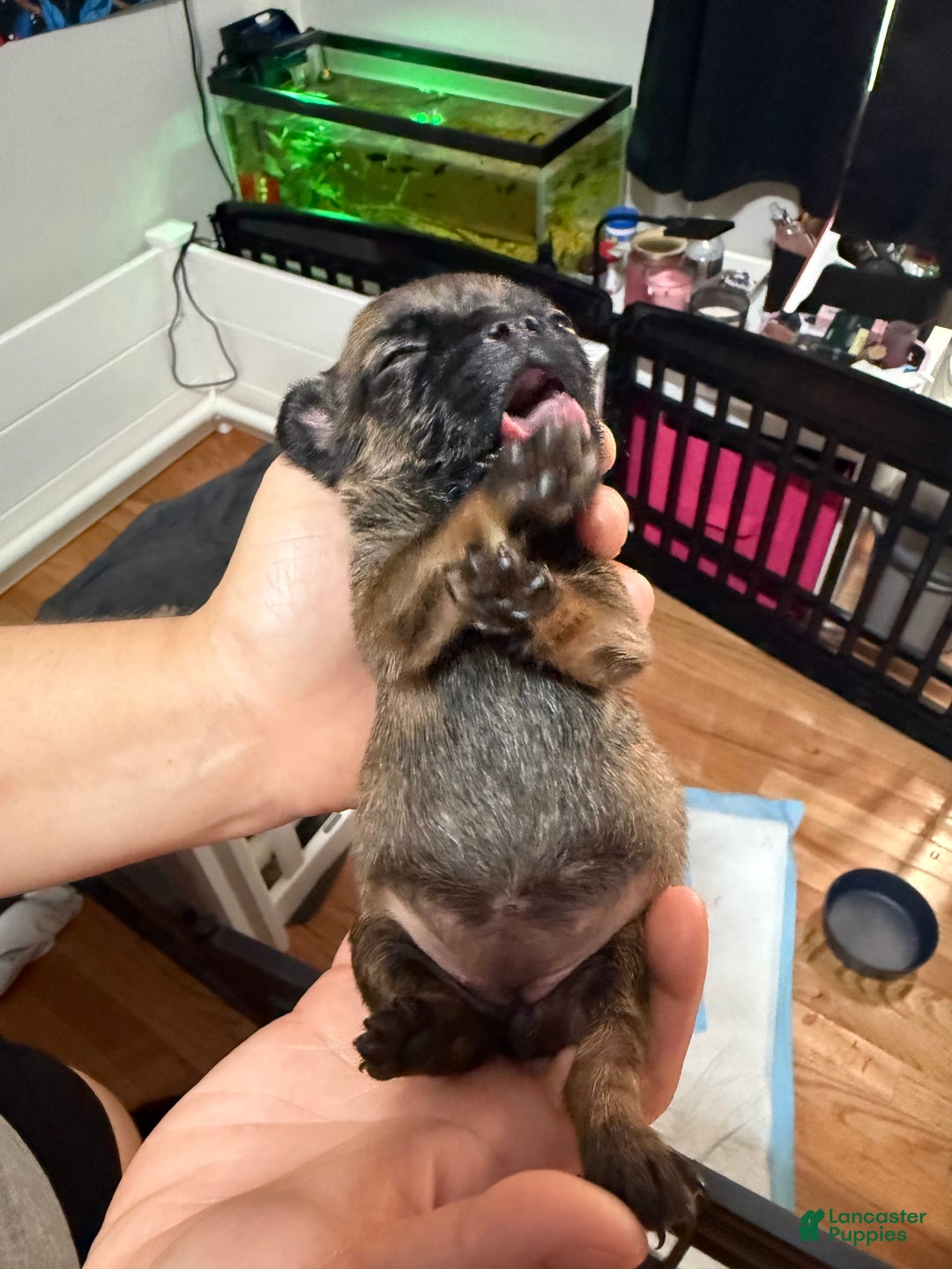 French Bulldog dogs for sale: Sleepy / Droopy - Image 1