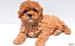 Cavapoo dogs for sale: Riley - Image 10