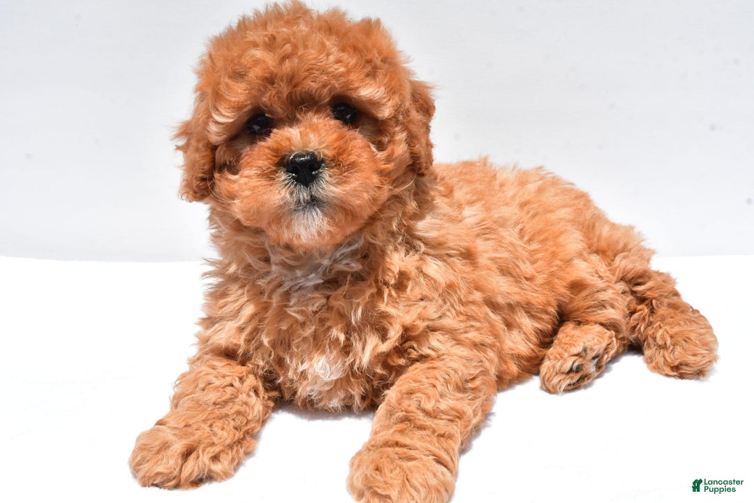 Cavapoo dogs for sale: Riley - Image 10