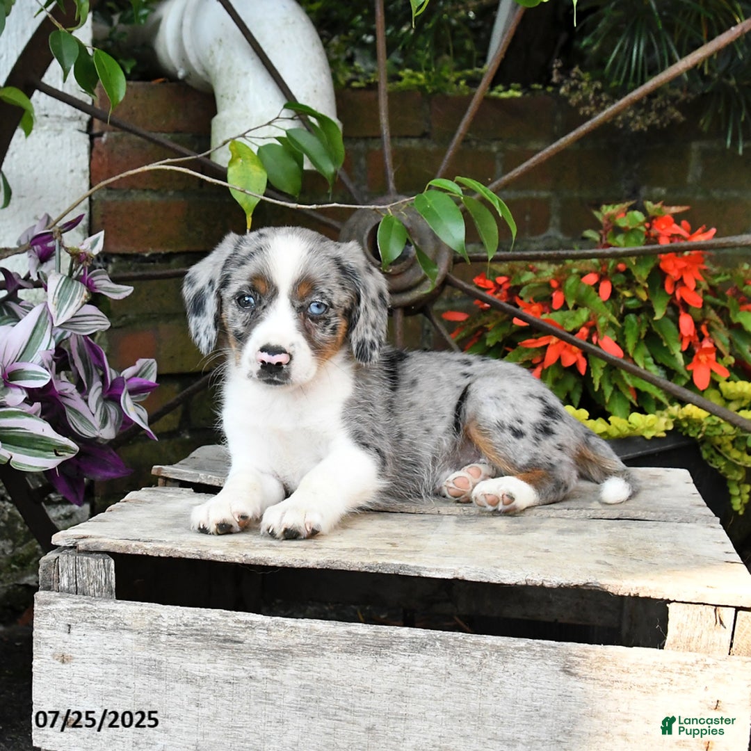Miniature Australian Shepherd dogs for sale: Felix - Image 5