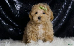 Maltipoo dogs for sale: Aspen - Image 4