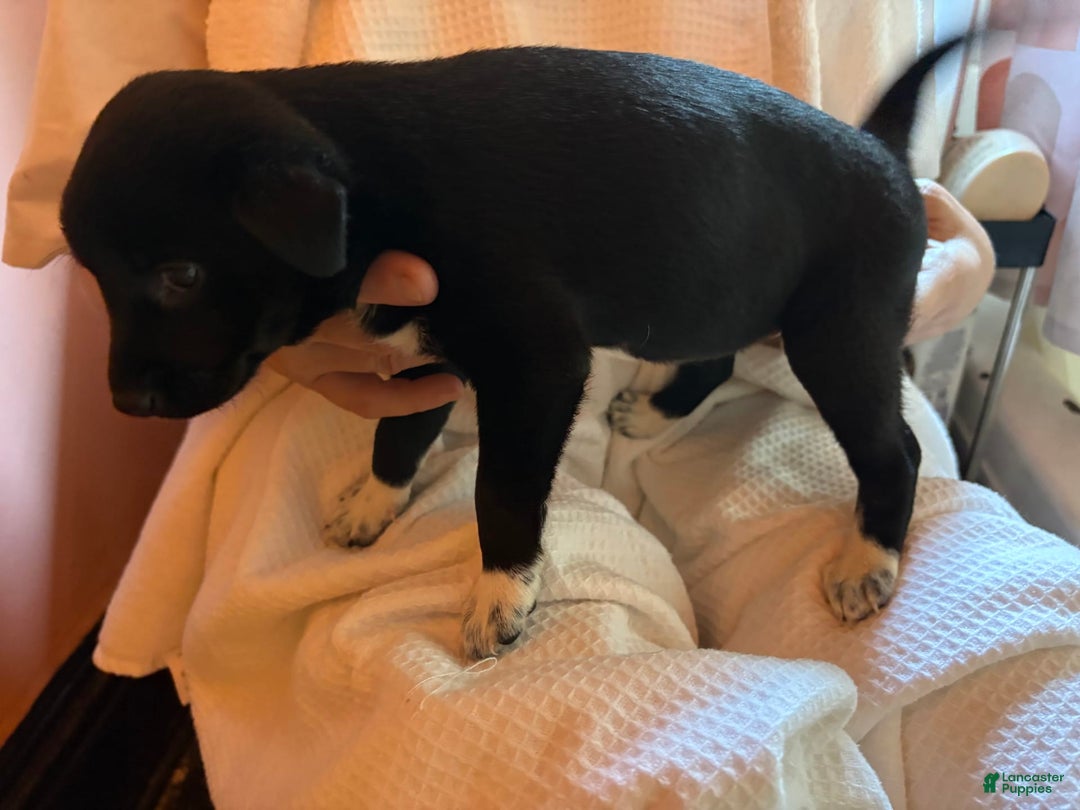 Shiba Inu dogs for sale: Asa - Image 2