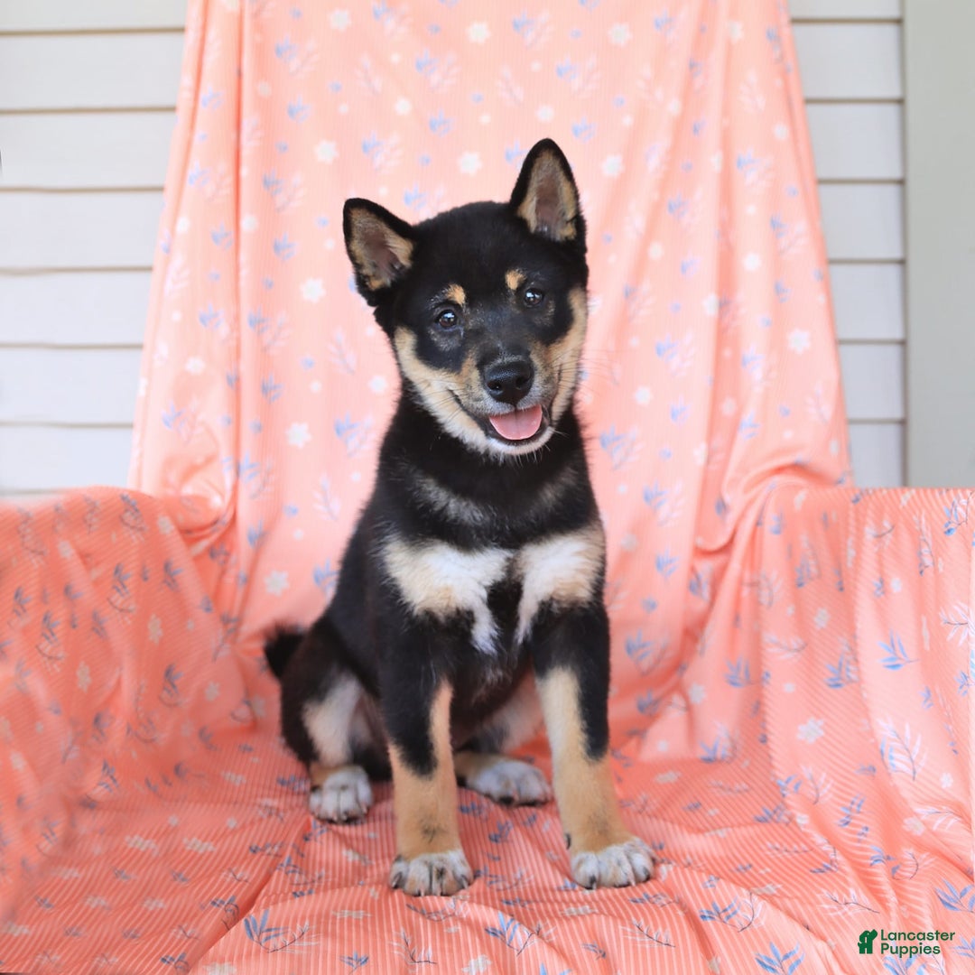 Shiba Inu dogs for sale: Warrior - Image 2
