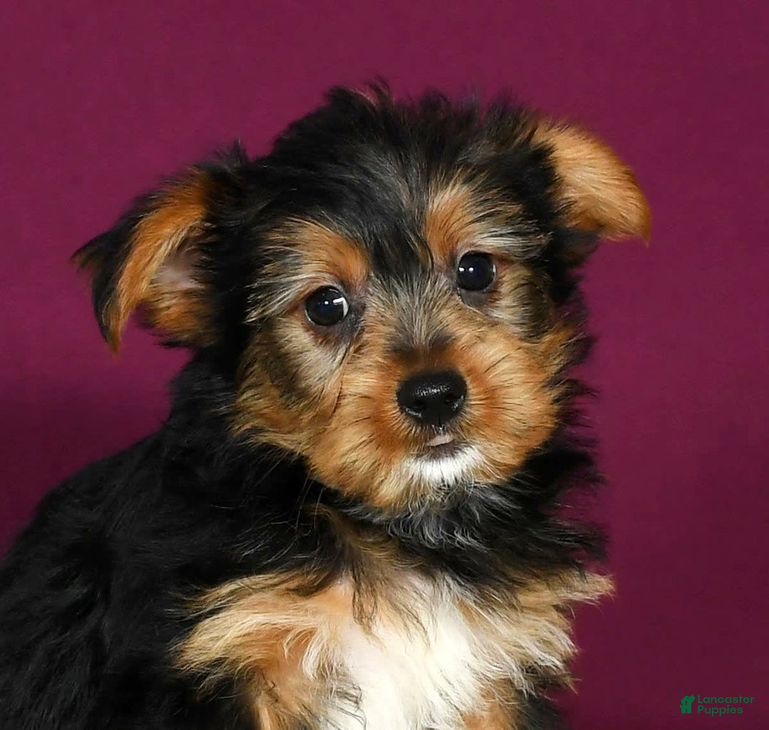 Yorkshire Terrier dogs for sale: Jimmy - Image 4