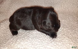 Miniature Schnauzer dogs for sale: Girl3 - Image 3