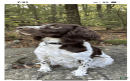 English Springer Spaniel dogs for sale: Max - Image 7