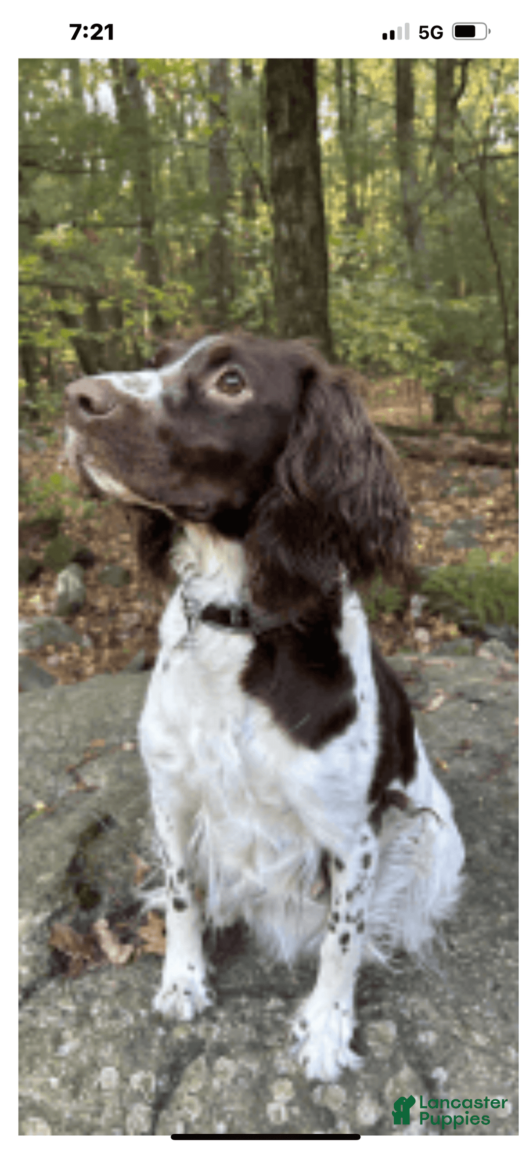 English Springer Spaniel dogs for sale: Max - Image 7