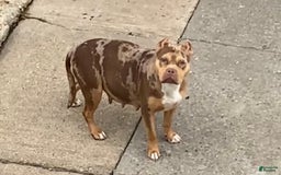 American Bully dogs for sale: Buffy - Image 7