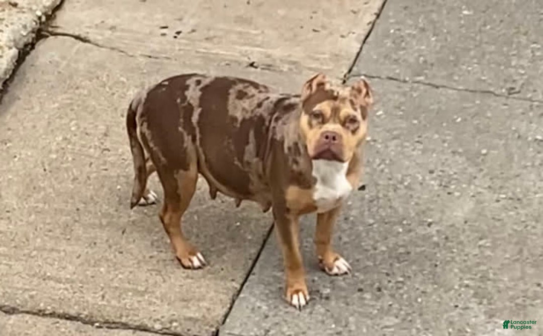 American Bully dogs for sale: Buffy - Image 7