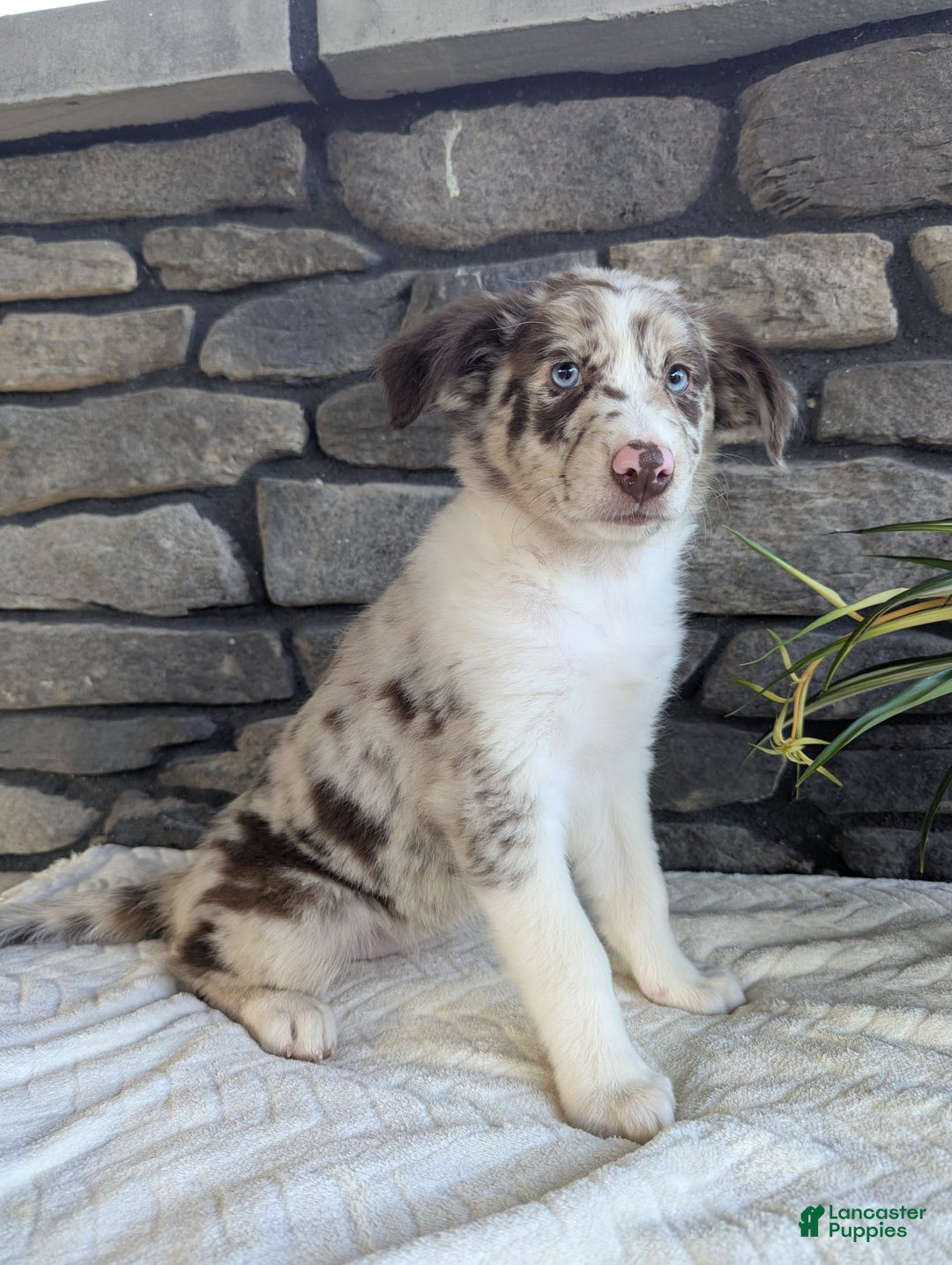 Australian Shepherd dogs for sale: Skye - Image 4