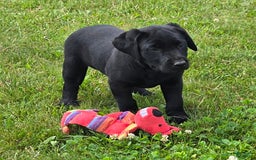 Labrador Retriever dogs for sale: Clover - Image 1