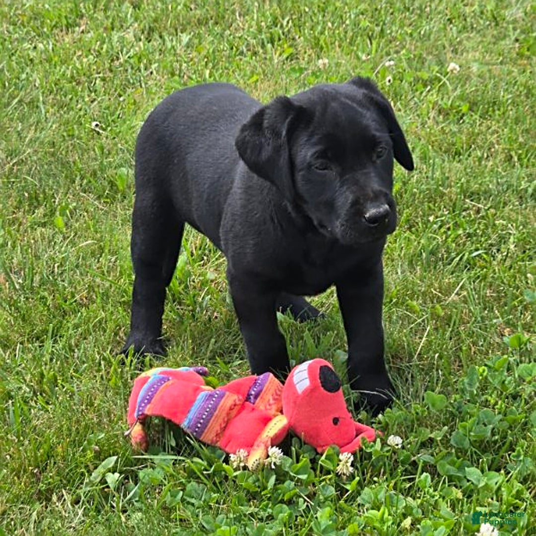 Labrador Retriever dogs for sale: Clover - Image 1