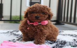 Toy Poodle dogs for sale: Haley - Image 9