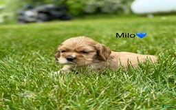 Cocker Spaniel dogs for sale: Milo - Image 1