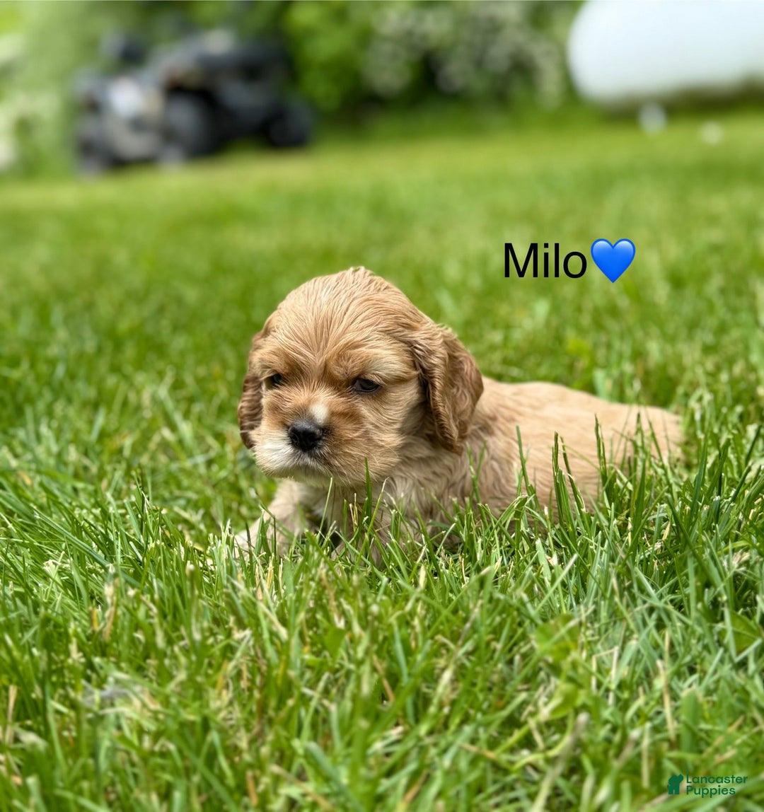 Cocker Spaniel dogs for sale: Milo - Image 1
