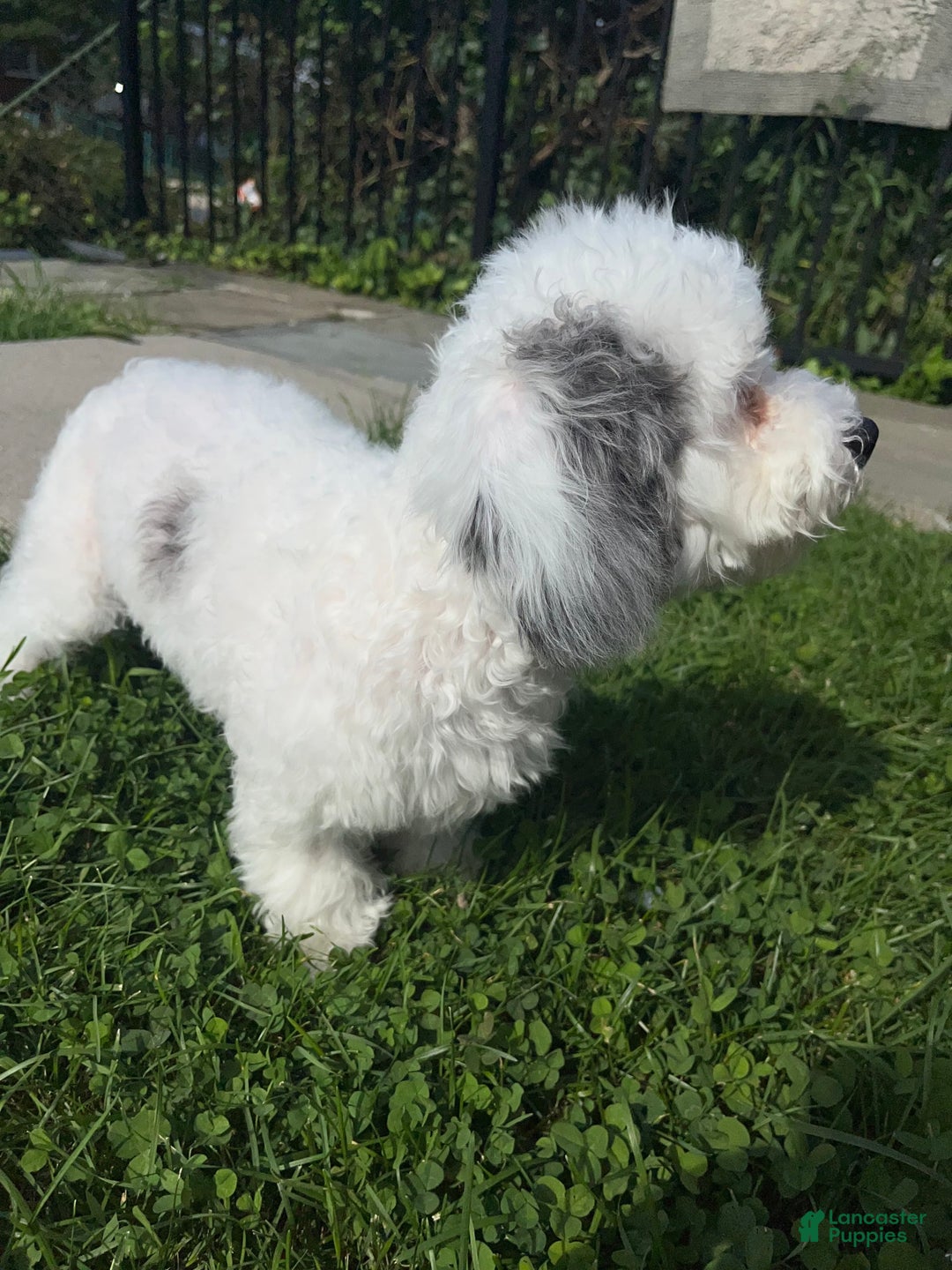 Bichon Frise dogs for sale: Layla - Image 4