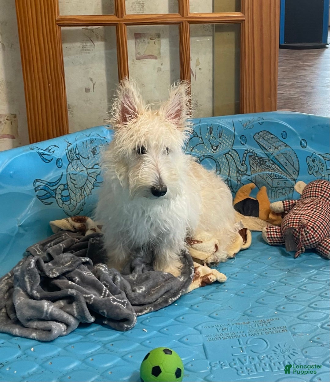 Scottish Terrier dogs for sale: Olivia - Image 3