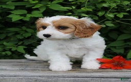 Cavapoo dogs for sale: Cavapoo 5 puppies - Image 20