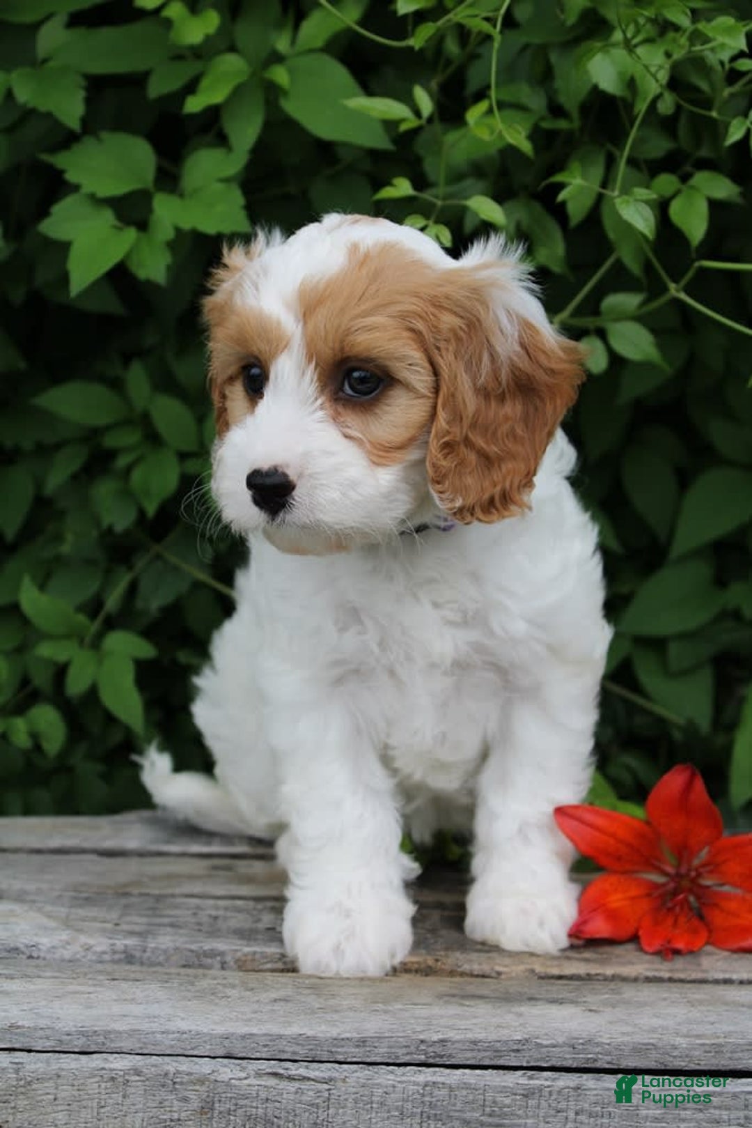 Cavapoo dogs for sale: Cavapoo 5 puppies - Image 20