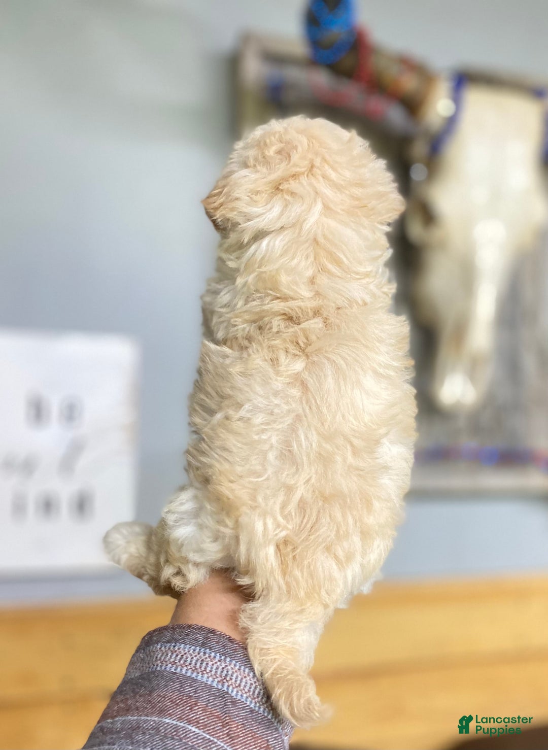 Maltipoo dogs for sale: Micah - Image 4